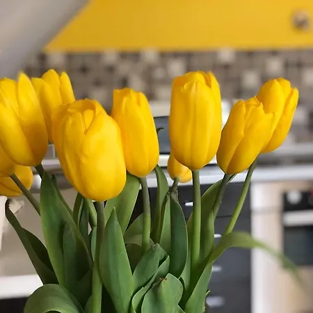 Panzió Tulipán Panzió *